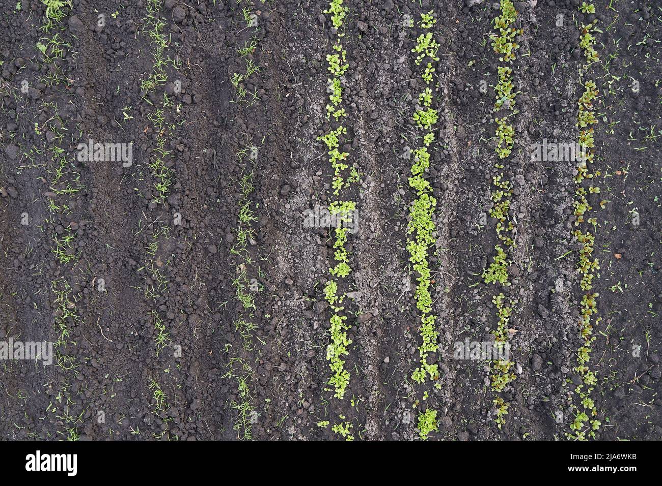 Top view of garden bed with lettuce and dill herb sprouts in spring Stock Photo