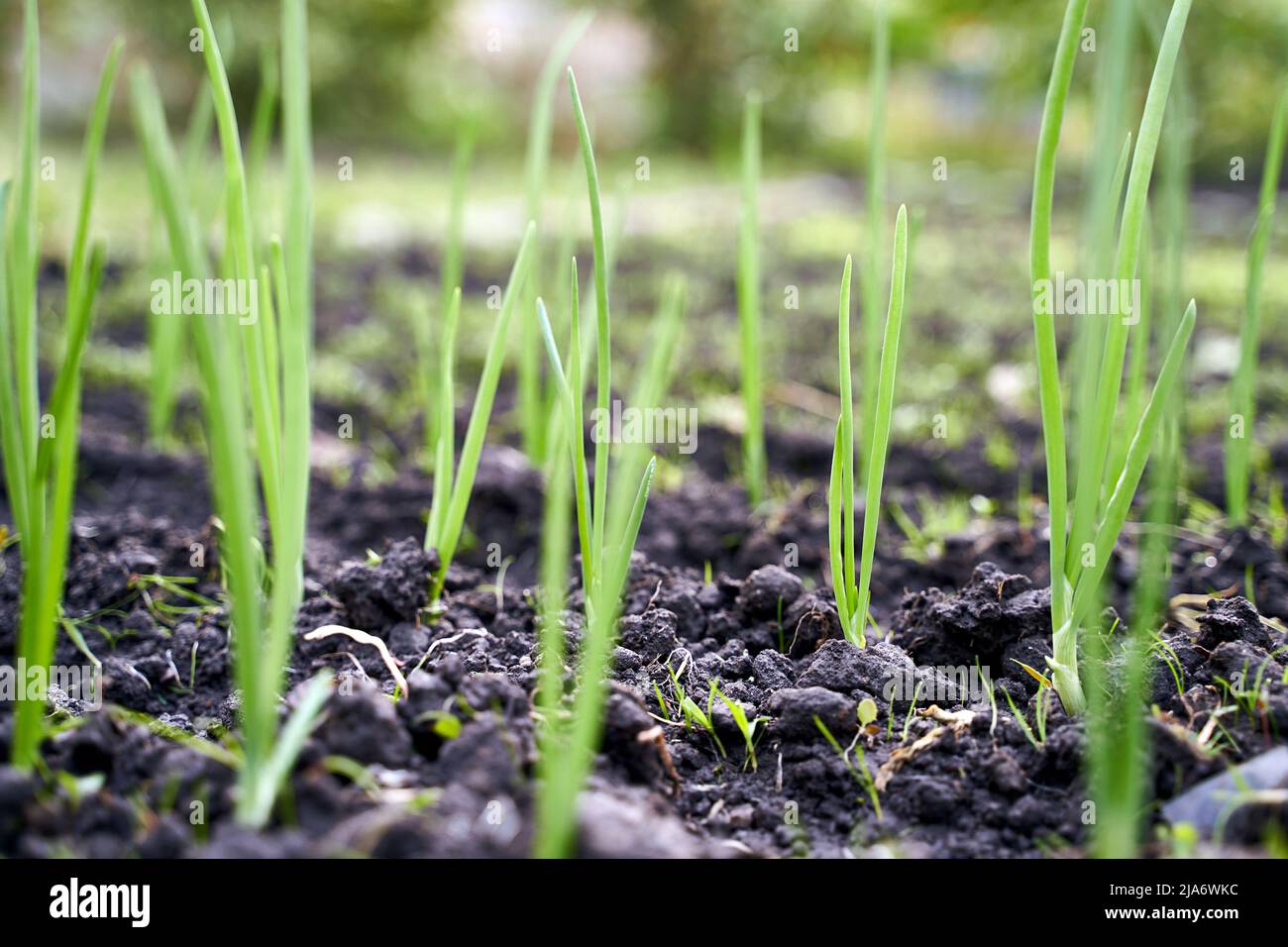 Green fresh onion sprouts on garden bed in organic vegetable garden on a farm Stock Photo