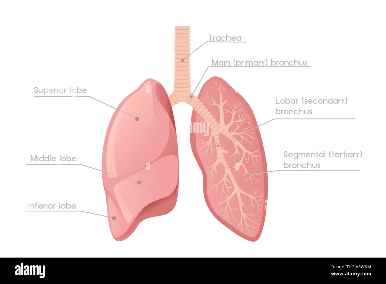 Human Lungs cartoon design human anatomy organ vector illustration on ...