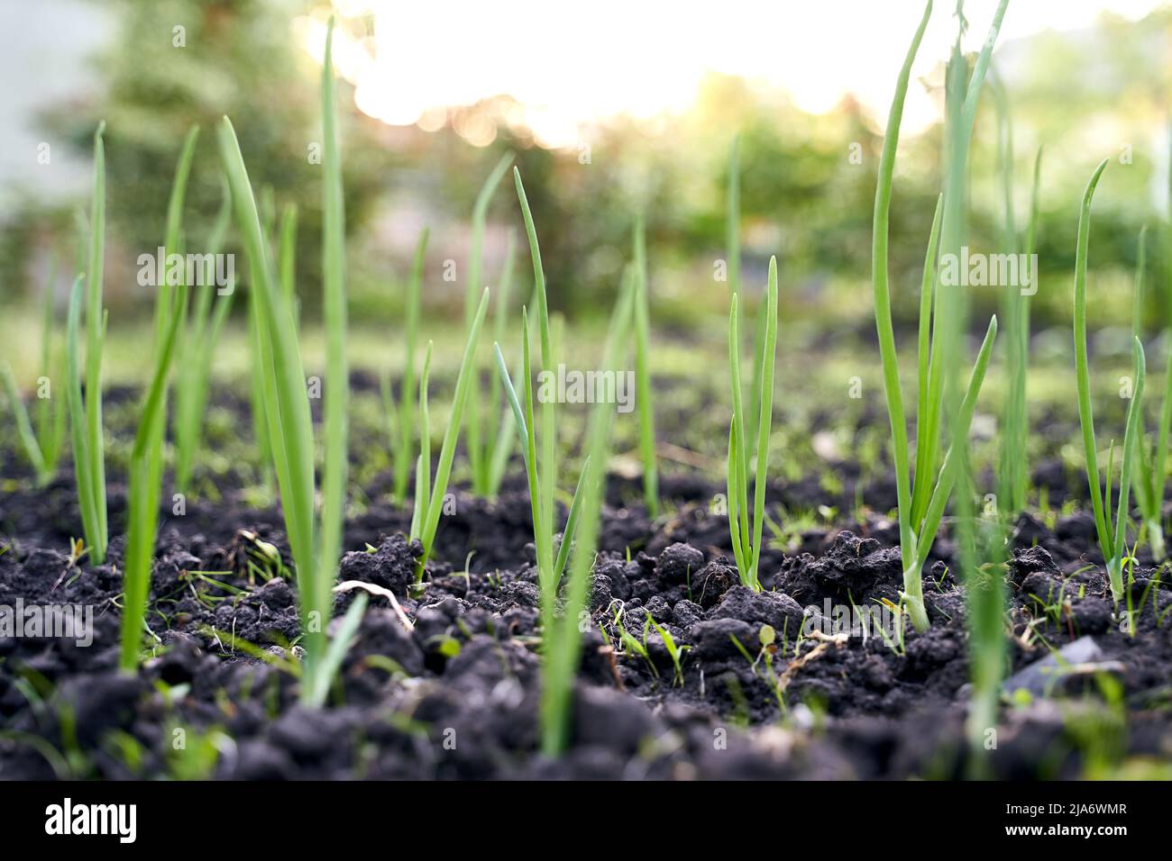 Green fresh onion sprouts on garden bed in organic vegetable garden on a farm Stock Photo