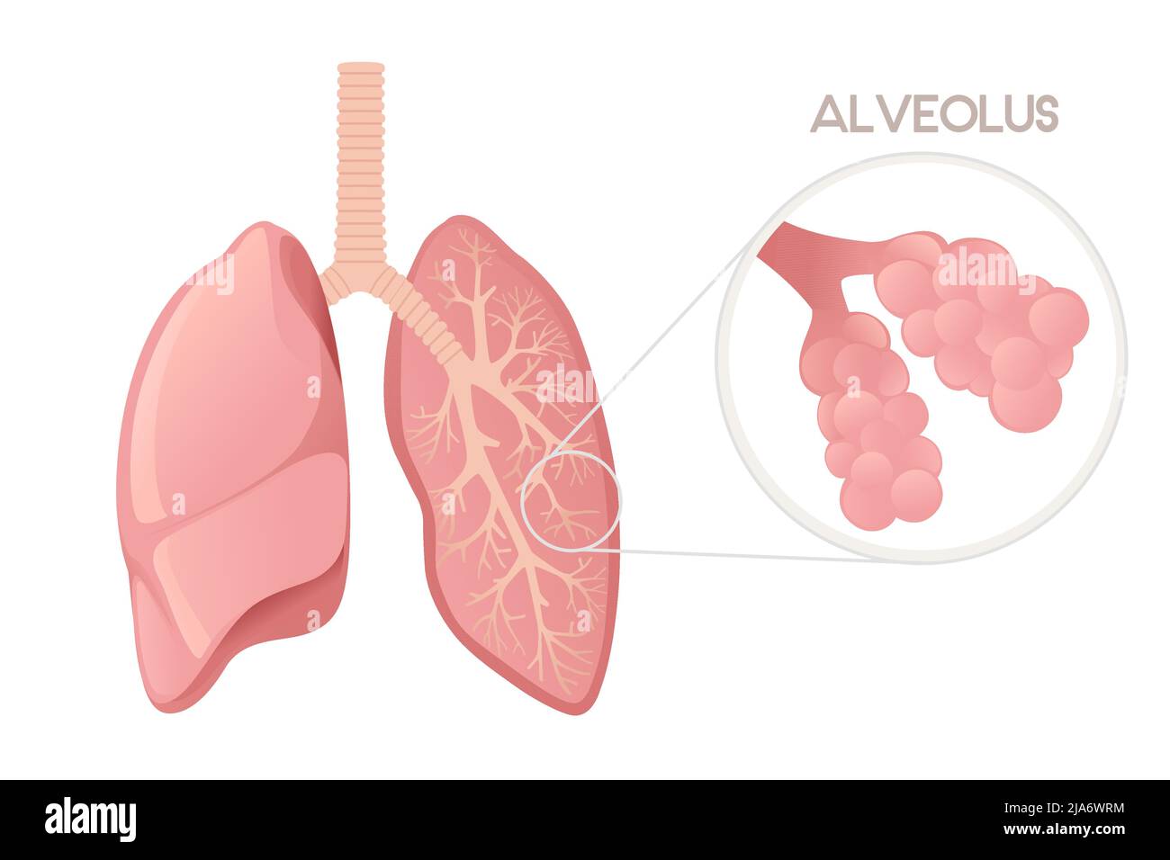 Human Lungs With Alveoli Cartoon Design Human Anatomy Organ Vector Illustration On White