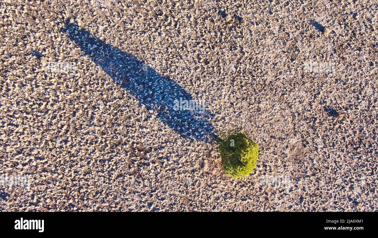 Aerial view of lone green tree in desert looking down with long shadow Stock Photo