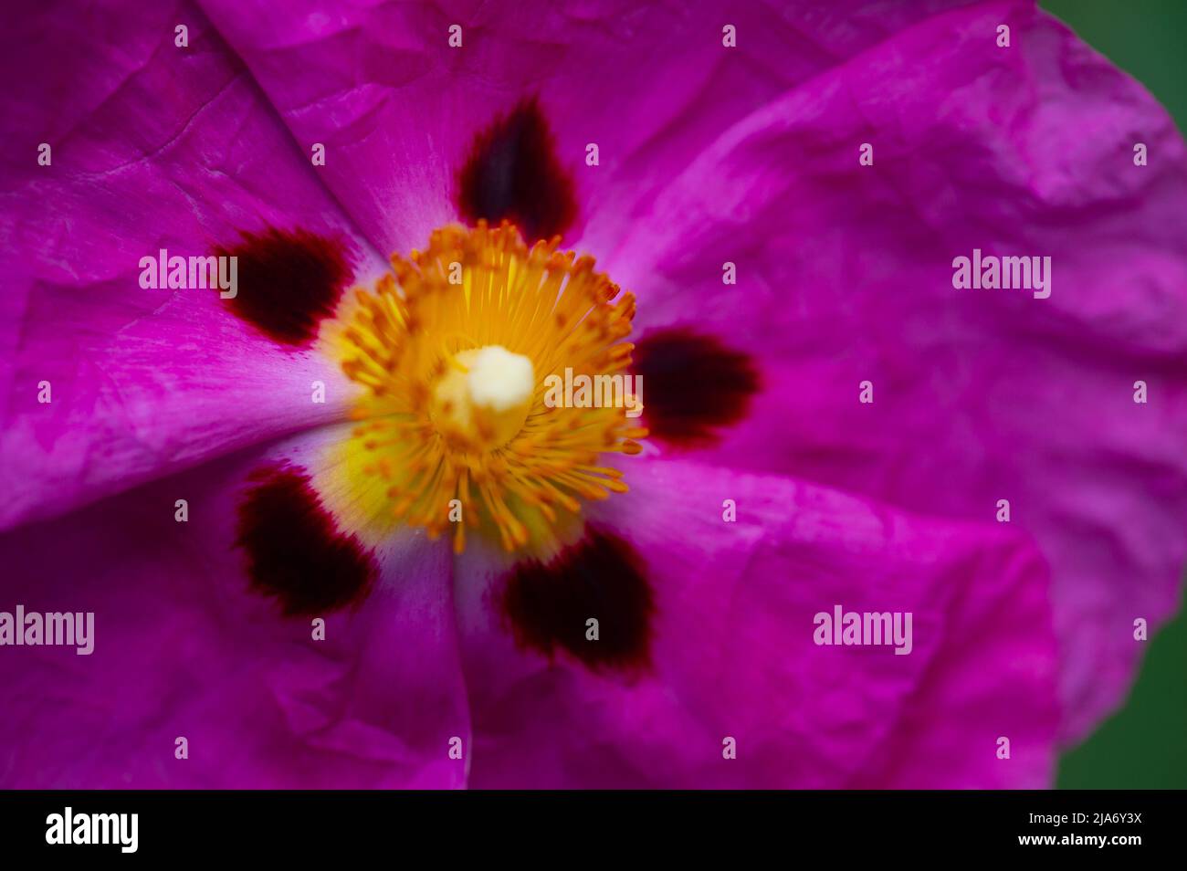 Eton, Windsor, Berkshire, UK. 28th May, 2022. A pretty deep pink Lavatera flower. It was a warm sunny day in Eton today as flowers and plants bloom in gardens and allotments. Credit: Maureen McLean/Alamy Live News Stock Photo