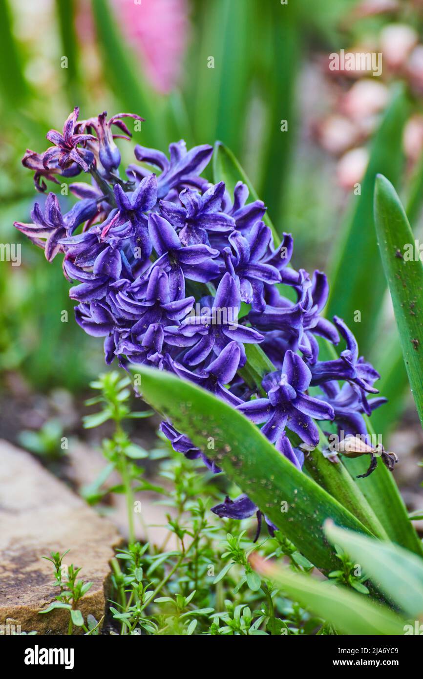 Detail of beautiful purple flowers sprouting in spring Stock Photo