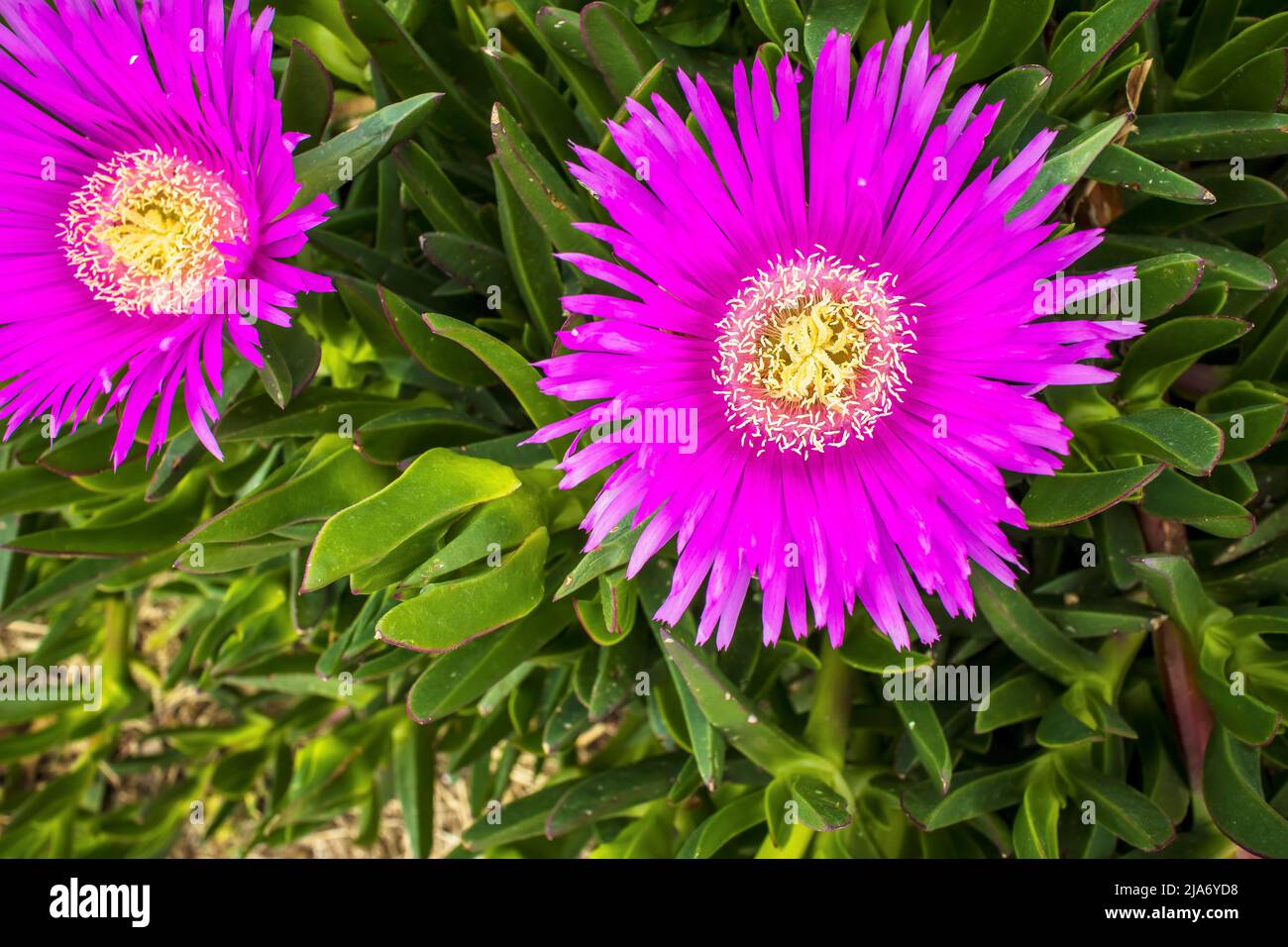 Deep pink flowers of the hottentot fig ice plant also Carpobrotus edulis, ground covering plant. Stock Photo