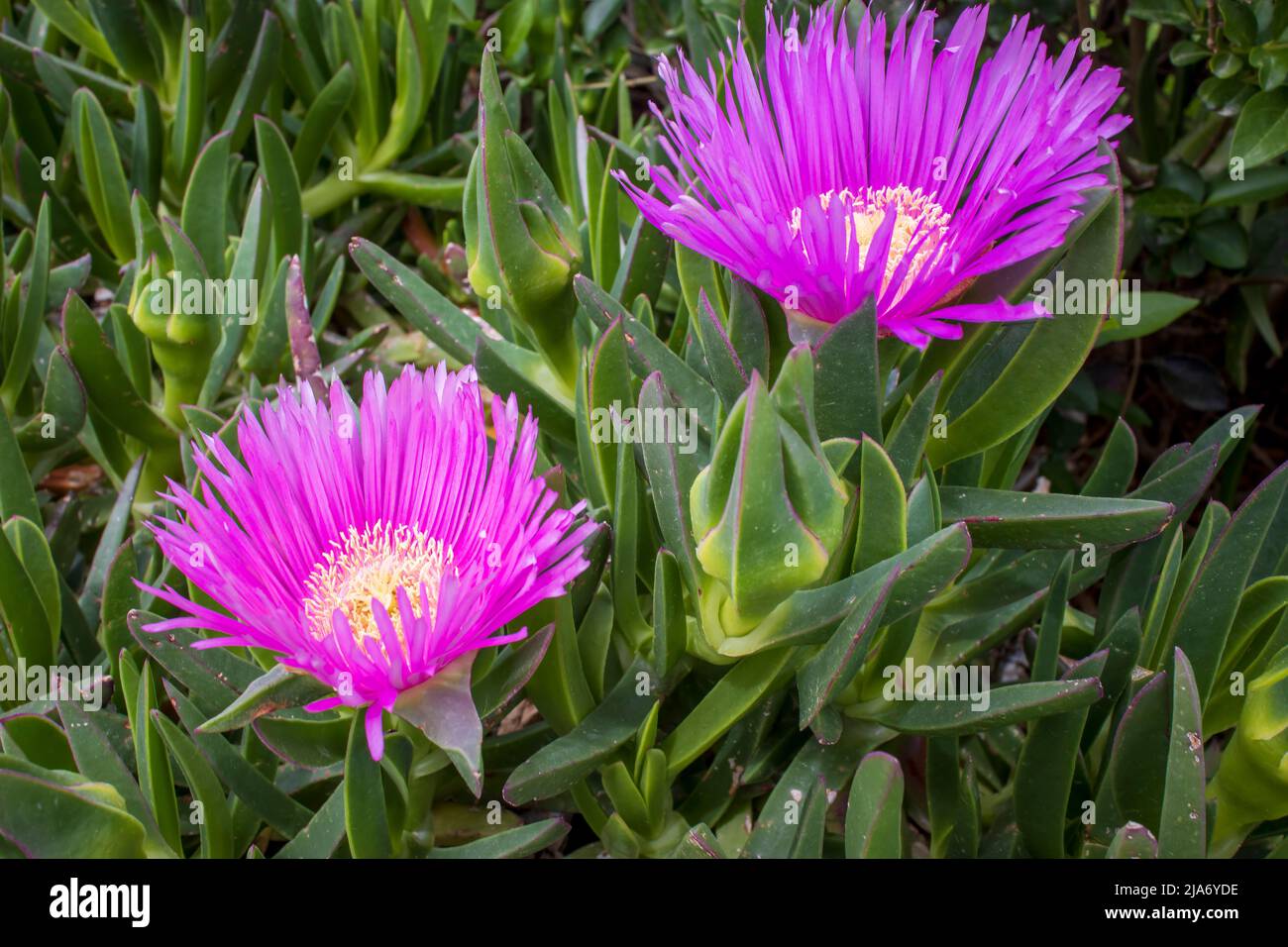 Deep pink flowers of the hottentot fig ice plant also Carpobrotus edulis, ground covering plant. Stock Photo