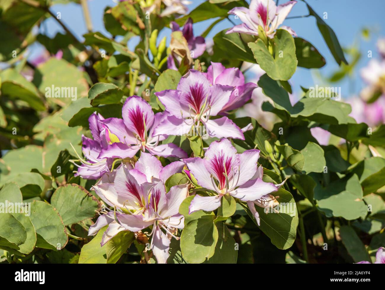 Clusters of pink orchid-like flowers of Bauhinia variegata also Orchid Tree. Stock Photo
