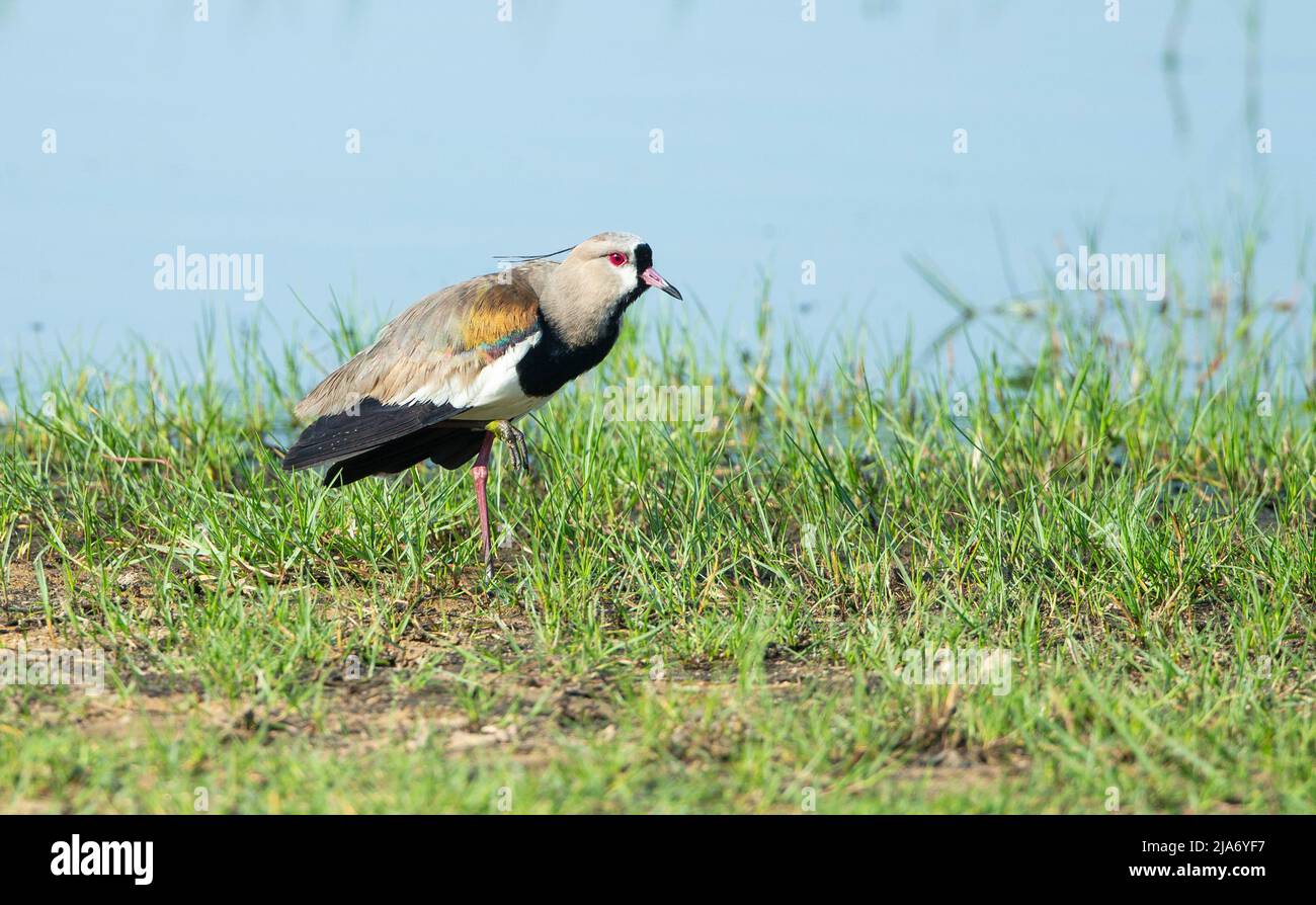 Southern Lapwing (Vanellus chilensis) Stock Photo