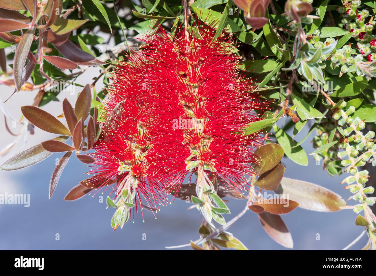 Striking spikes of red Callistemon citrinus also Crimson Bottlebrush flowers in a garden. Stock Photo