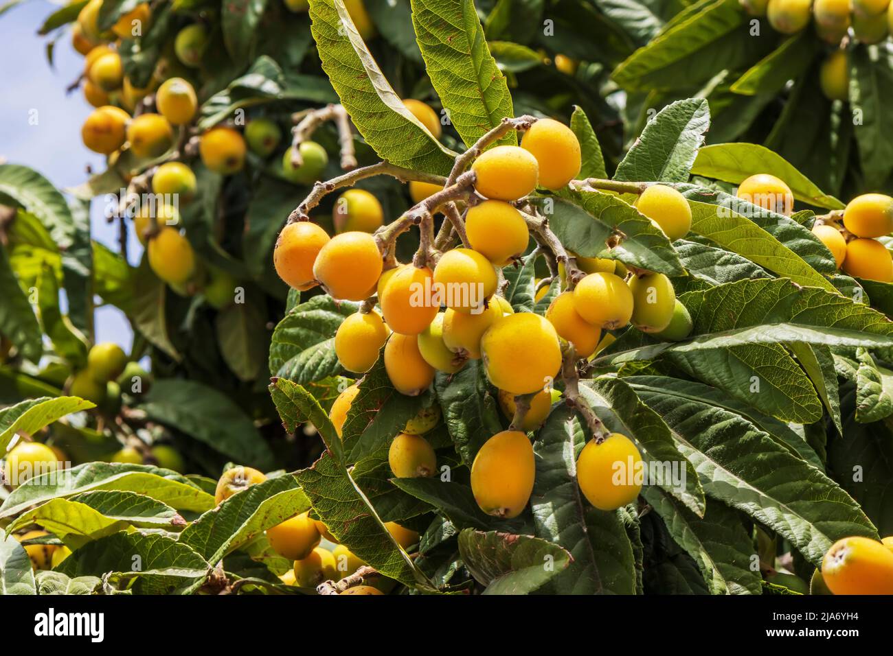 The loquat tree also Eriobotrya Japonica with abundance of ripe edible fruit. Stock Photo