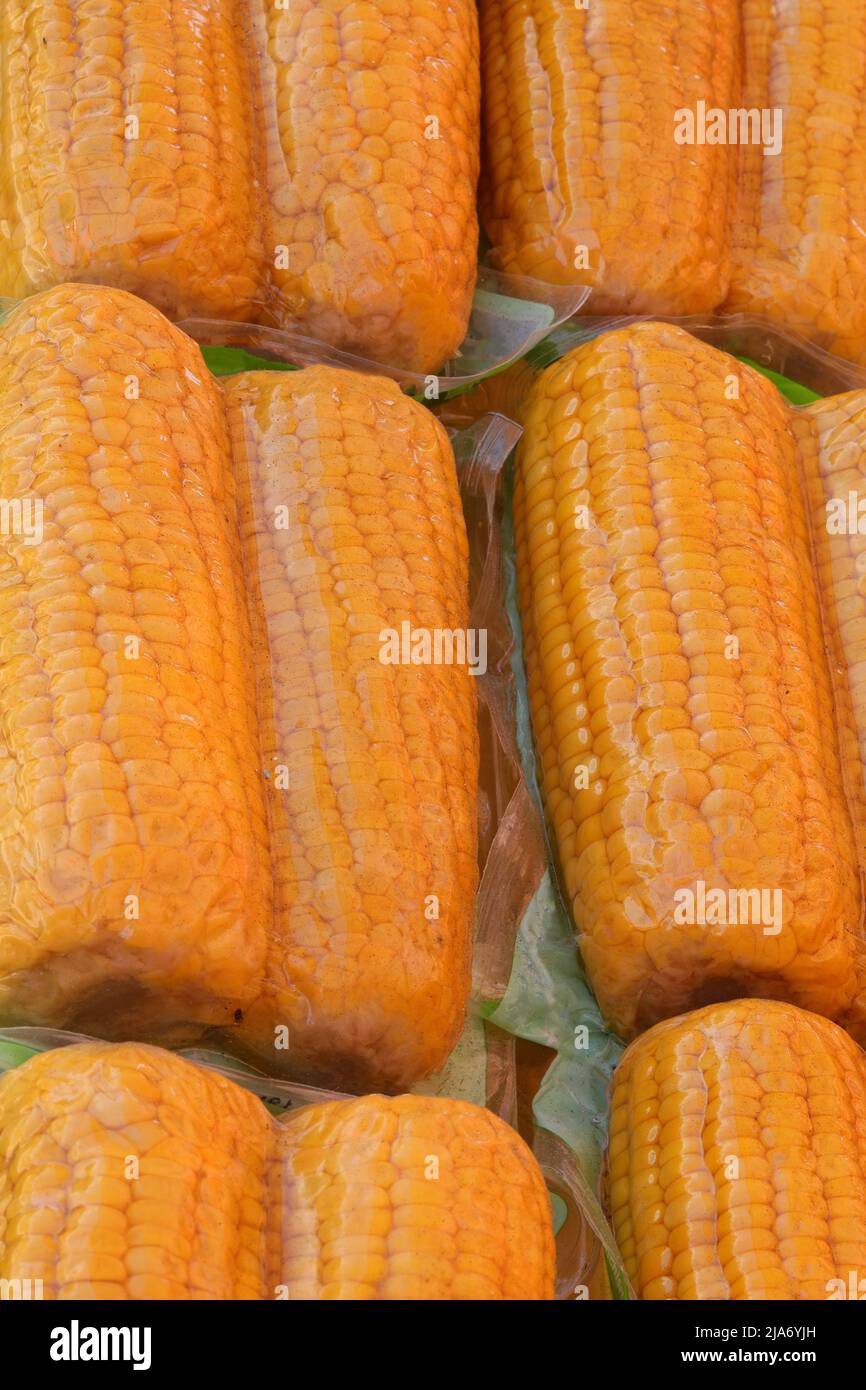 Ripe yellow corn on the cob with vacuum packaging to maintain the