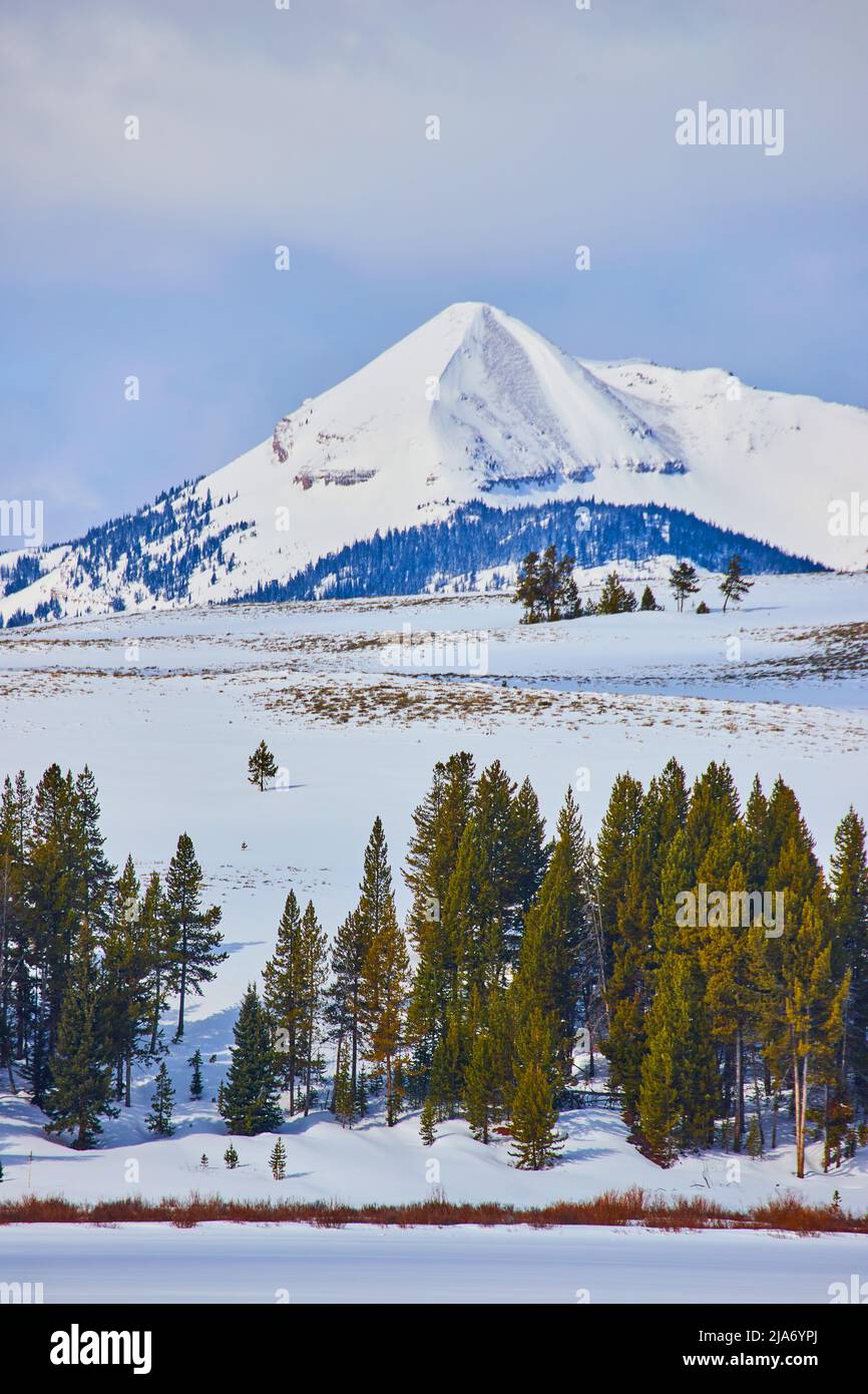 Landscape of pine trees with huge snowy mountain peak Stock Photo - Alamy