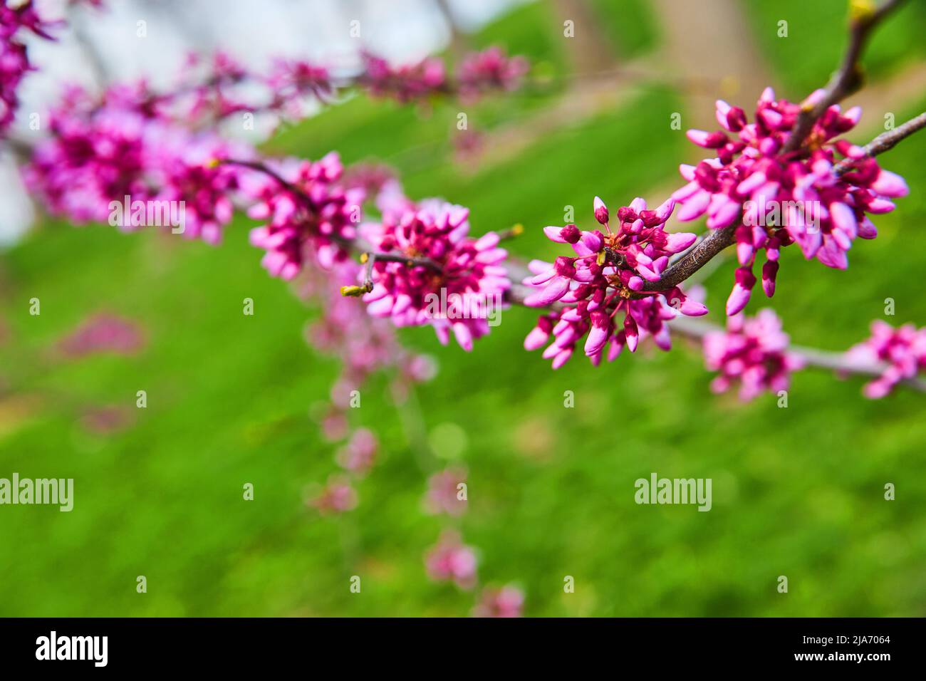 Detail of pink flowers on cherry tree branch in spring Stock Photo