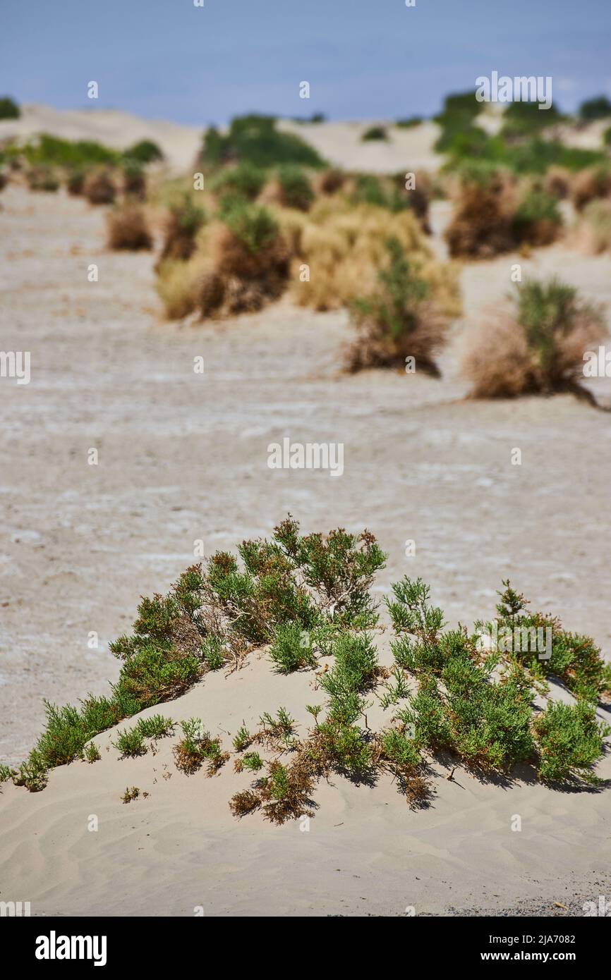 Green shrubs in sandy desert landscape in detail Stock Photo