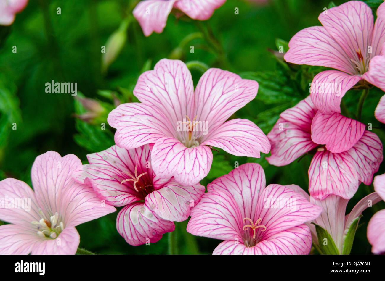Geranium endressii or French cranesbill flowering on a garden Stock Photo