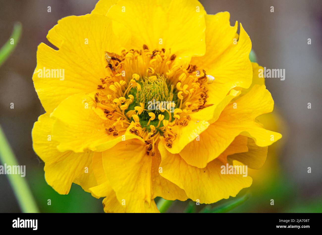 Macro shot of yellow Geum 'Lady Stratheden' flowers in a residential garden. Stock Photo