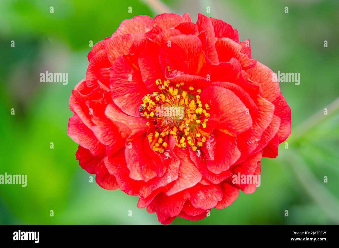 Macro shot of a red Geum 'Mrs Bradshaw' flower in a residential garden. Stock Photo