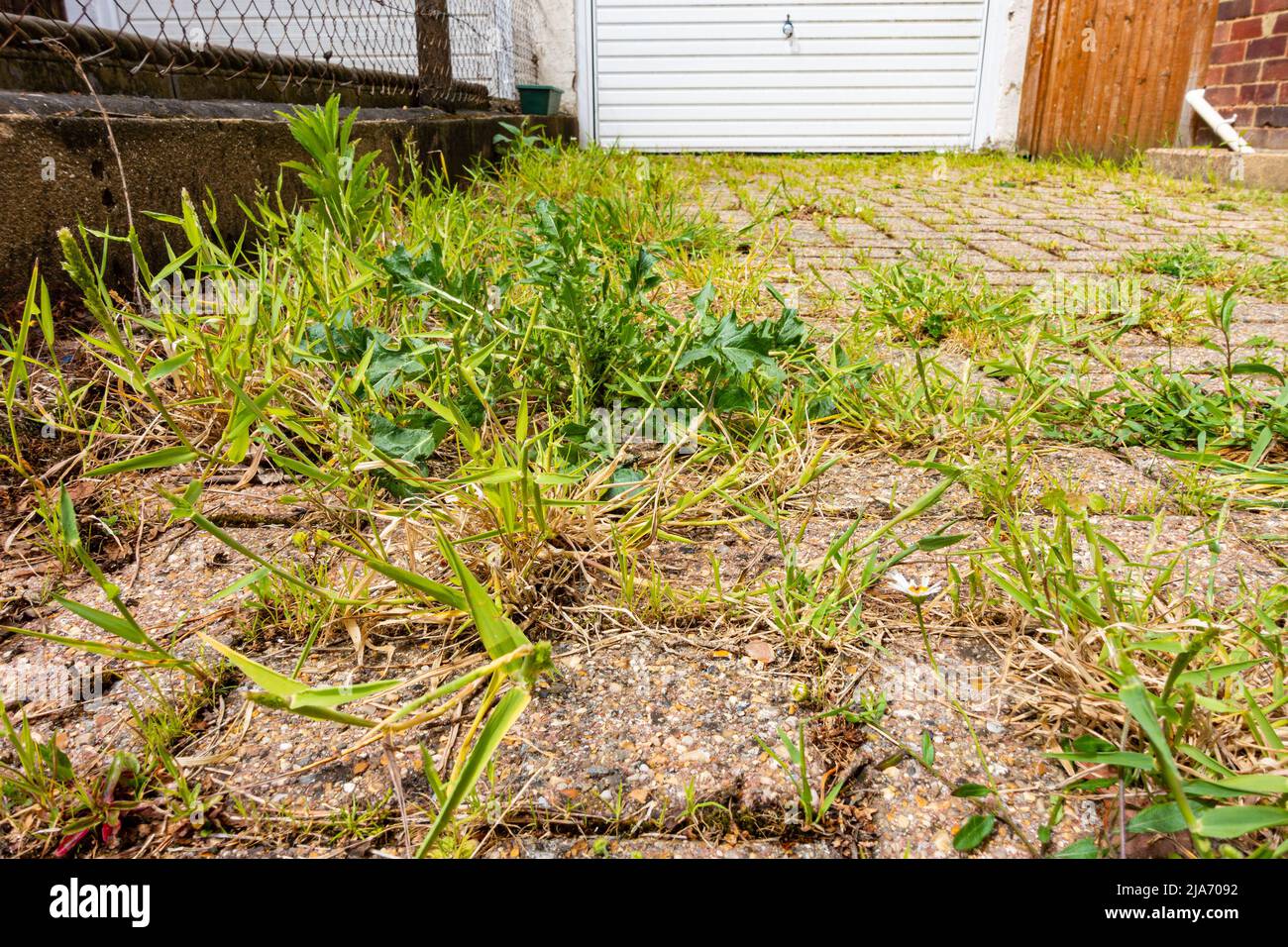 Weeds growing in cracks hires stock photography and images Alamy