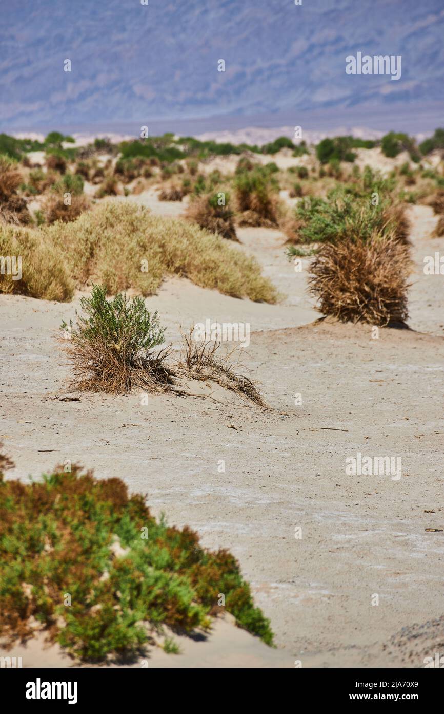 Detail of sporadic green shrubs in sandy desert landscape Stock Photo