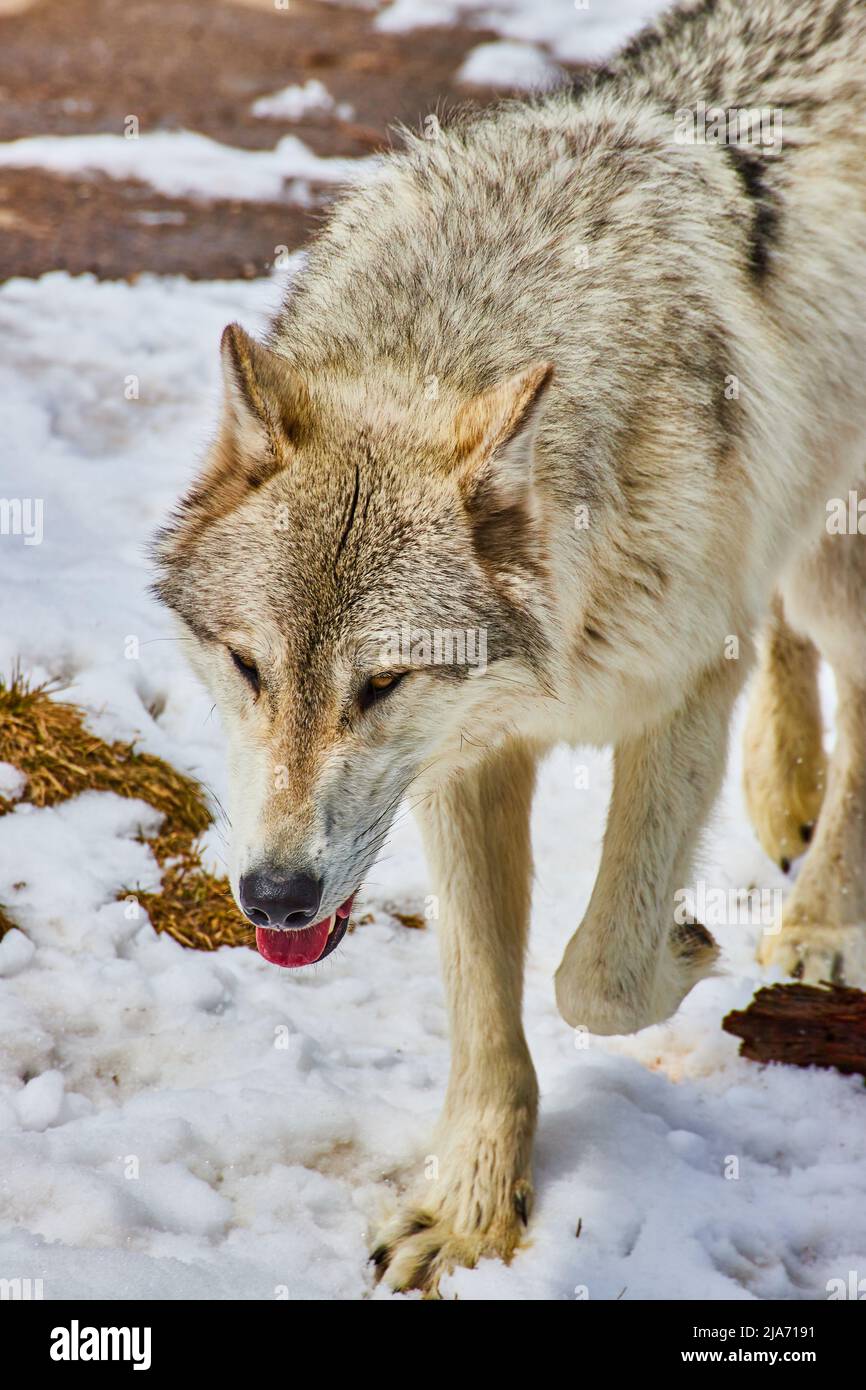 Grey wolf walking in snow hi-res stock photography and images - Alamy