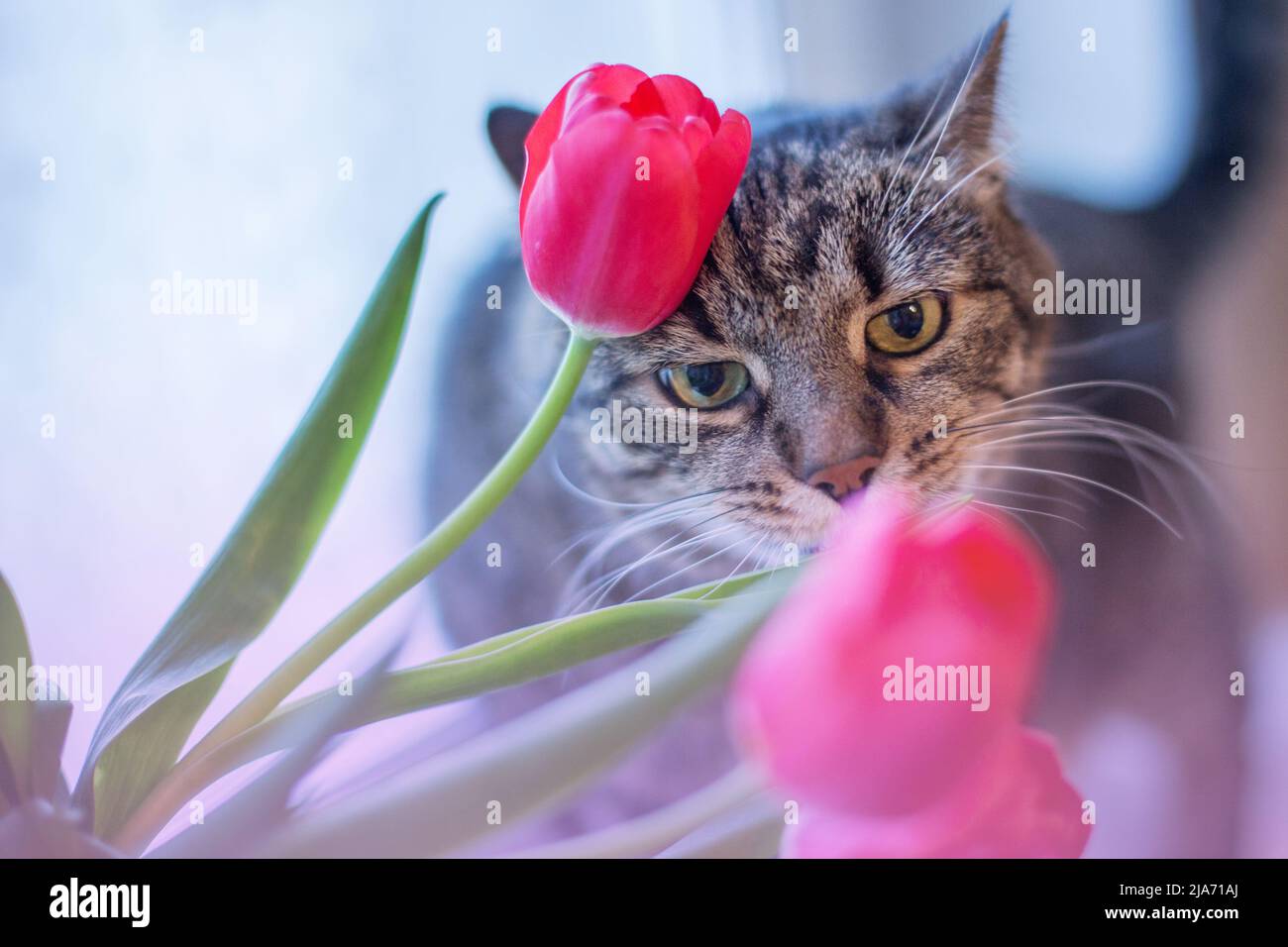 Sniff smell hires stock photography and images Alamy