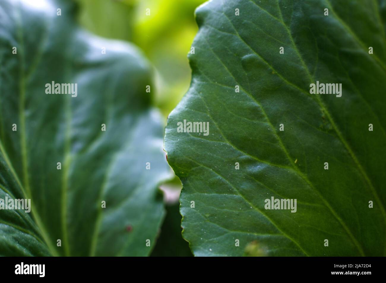 Tropical leaves background hi-res stock photography and images - Alamy