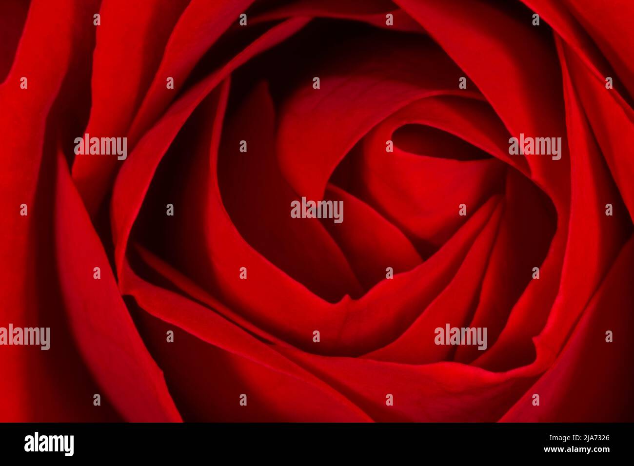 close up of beautiful dark red rose blossoming Stock Photo - Alamy