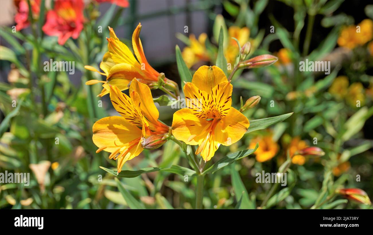 Beautiful flowers of Alstroemeria aurea also known as Peruvian lily or golden lily. Natural green Background Stock Photo
