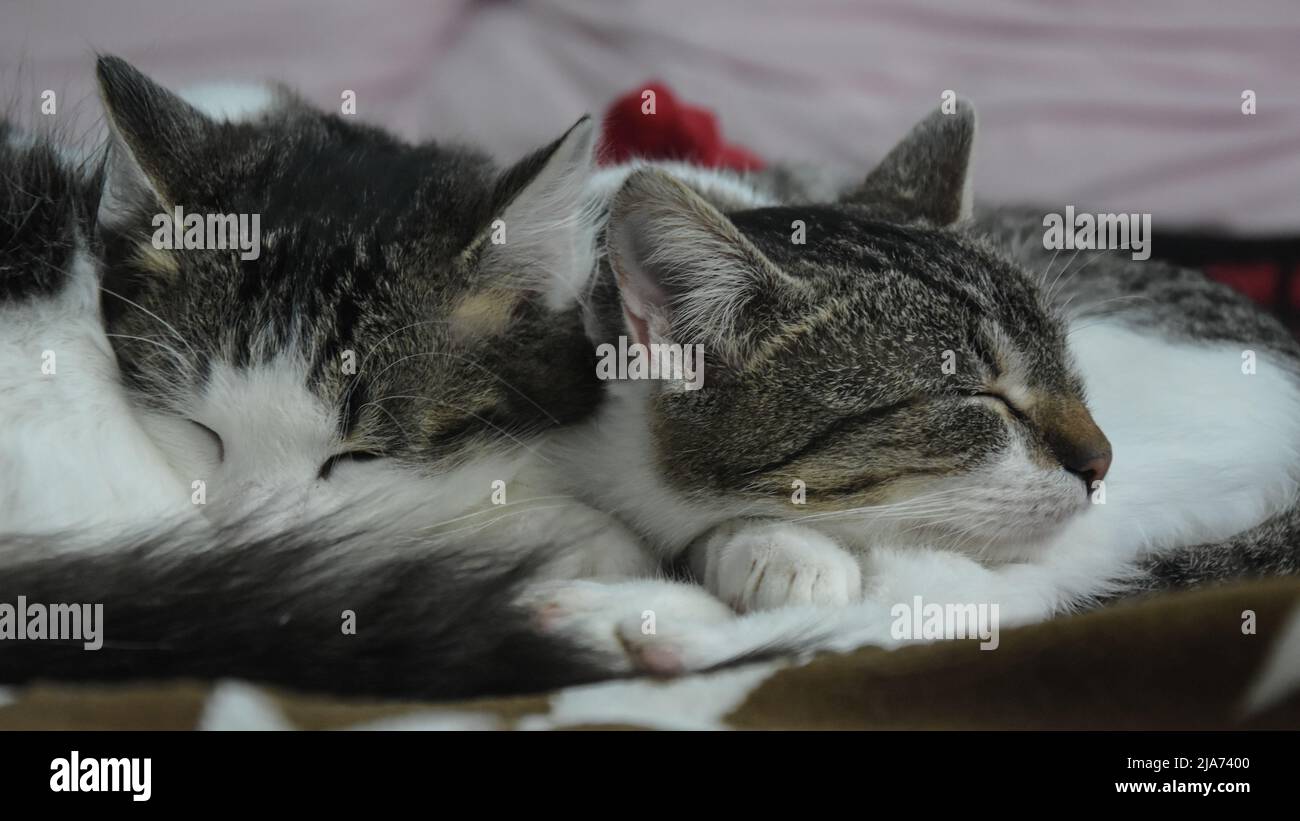 Closeup of two tabby small cats sleeping together inside an apartment