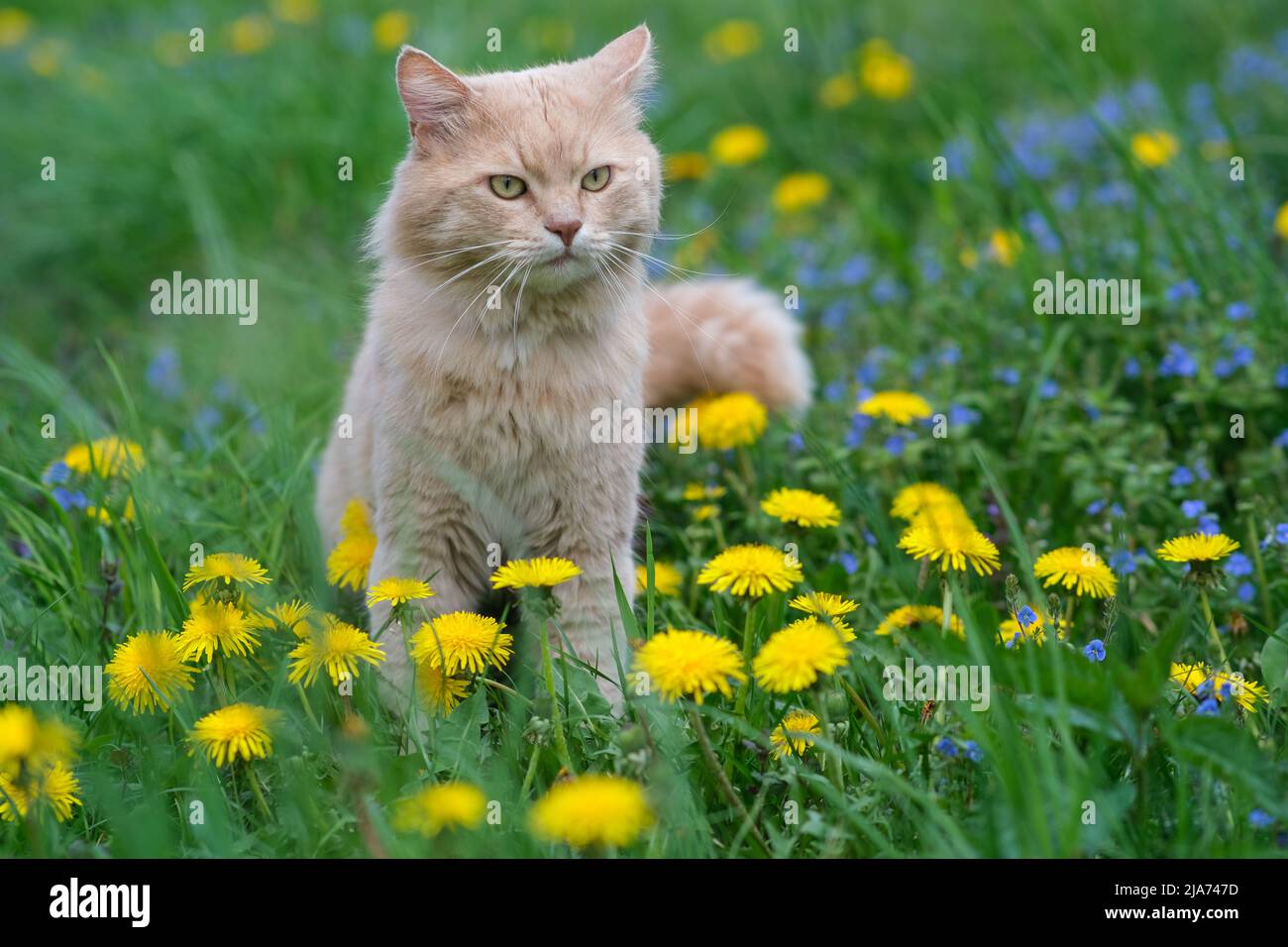 Red cat sits in flowers. Stock Photo