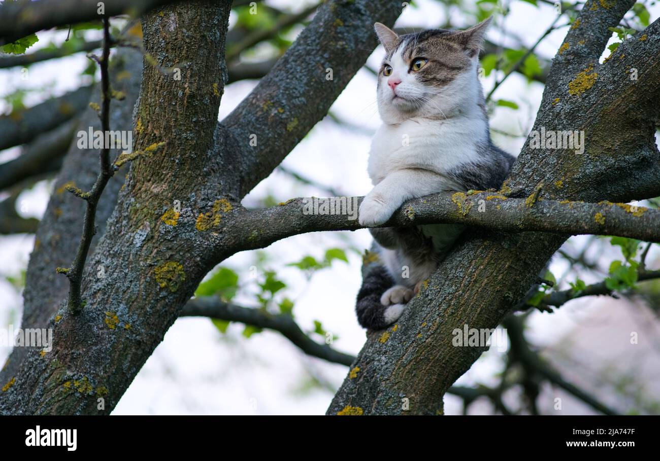 The cat is sitting on a tree.  Stock Photo