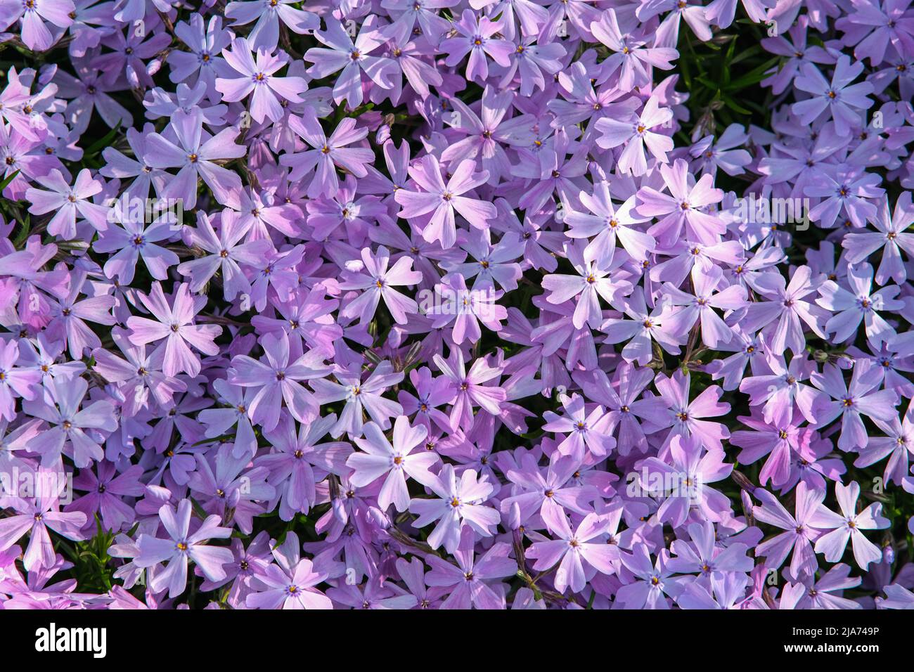 Green foliage of creeping phlox hi-res stock photography and images - Alamy