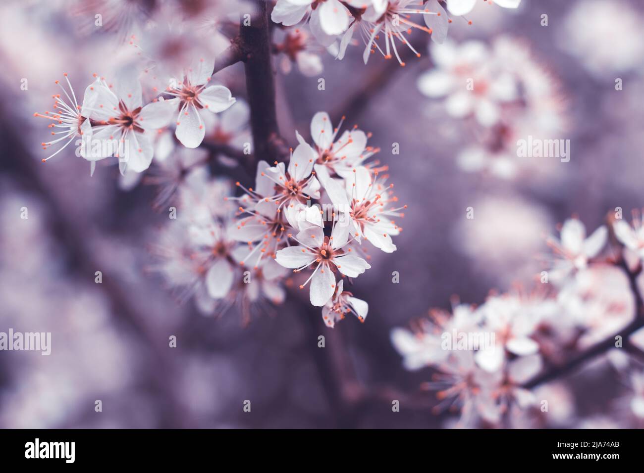 Spring cherry blossoms, white flowers. Fruit tree branch. Blooming sakura. Floral background, beautiful wallpaper. Selective focus Stock Photo