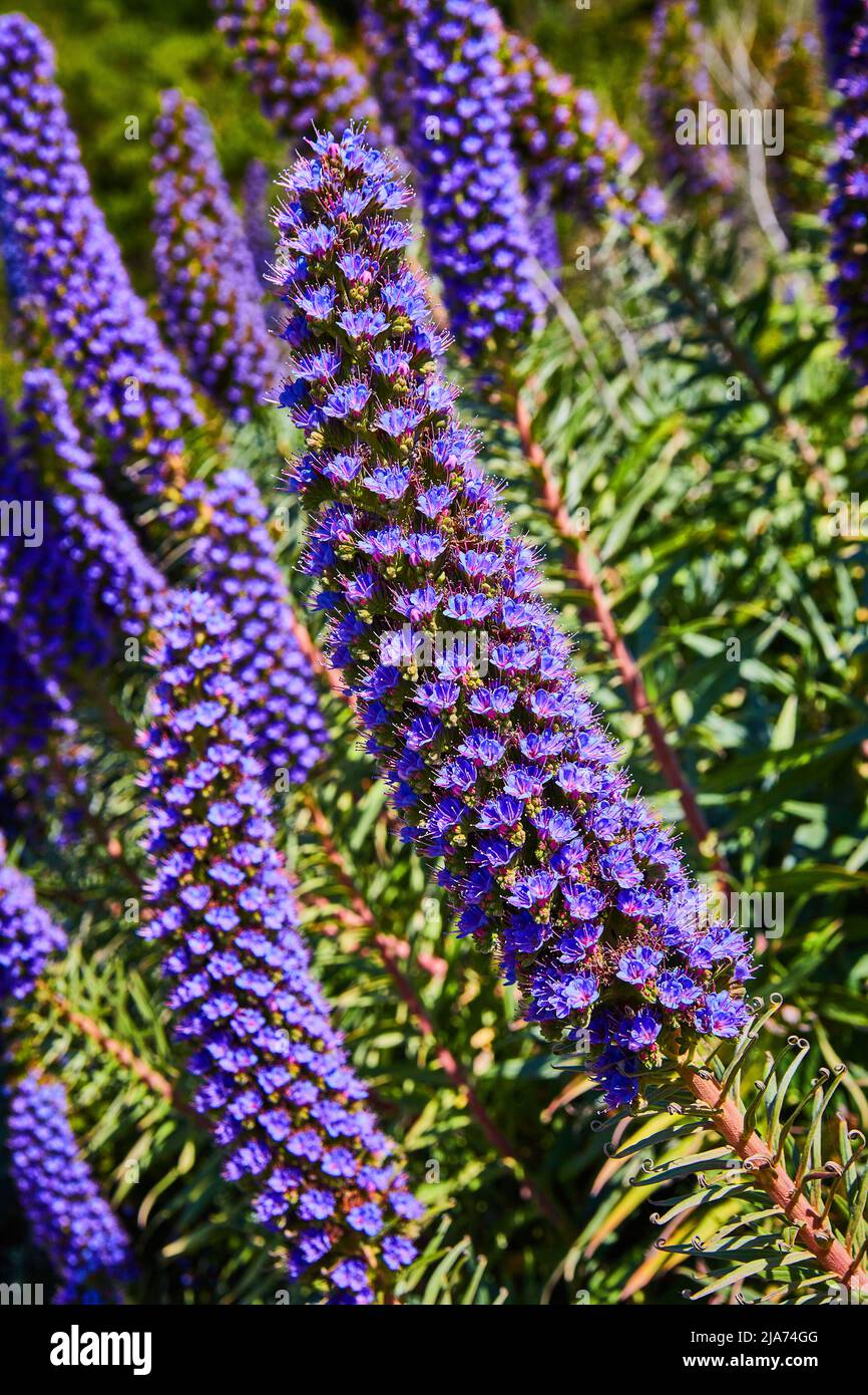 Detail of stunning long stem of purple flowers in spring Stock Photo ...