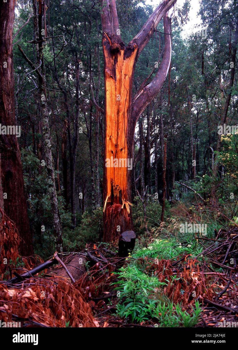 Old Mountain Ash Eucalyptus Regnans Tree Forest, Yarra Rangers Forest National Park, Victoria, Australia Stock Photo