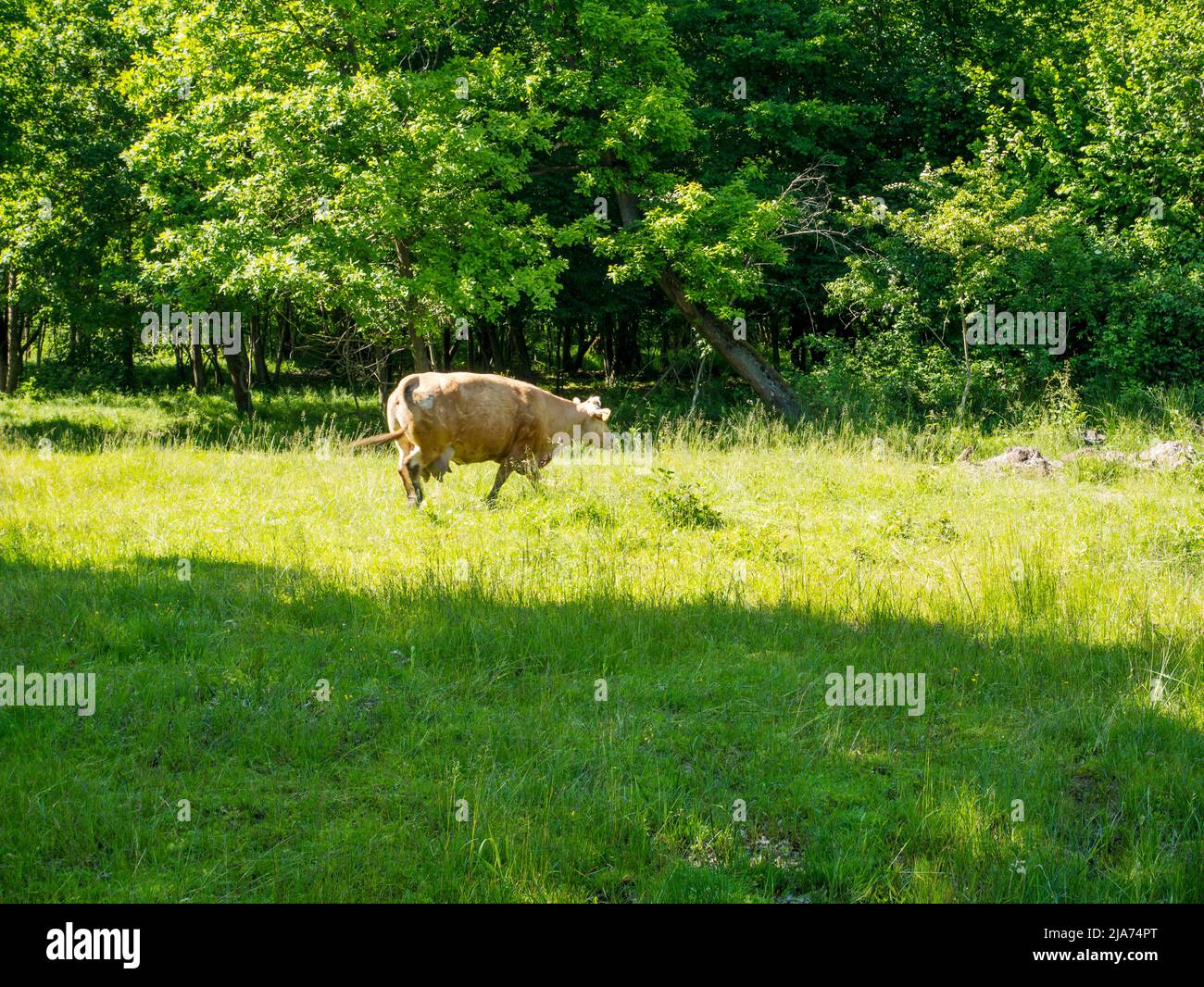 Flock of cows on a meadow. Brown and white cows. Green meadow. Stock Photo