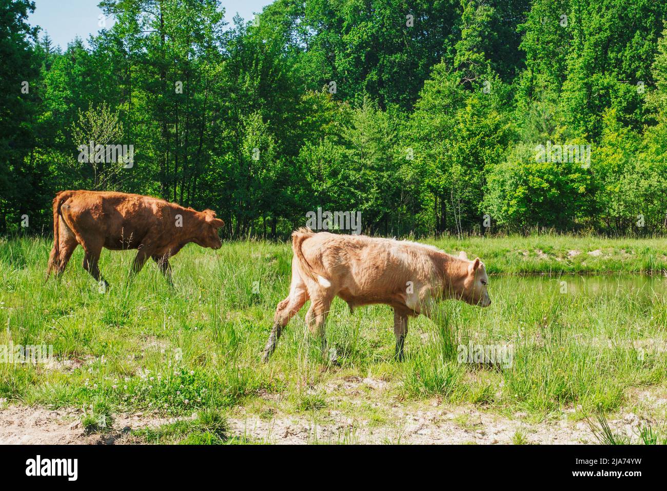 Flock of cows on a meadow. Brown and white cows. Green meadow Stock ...