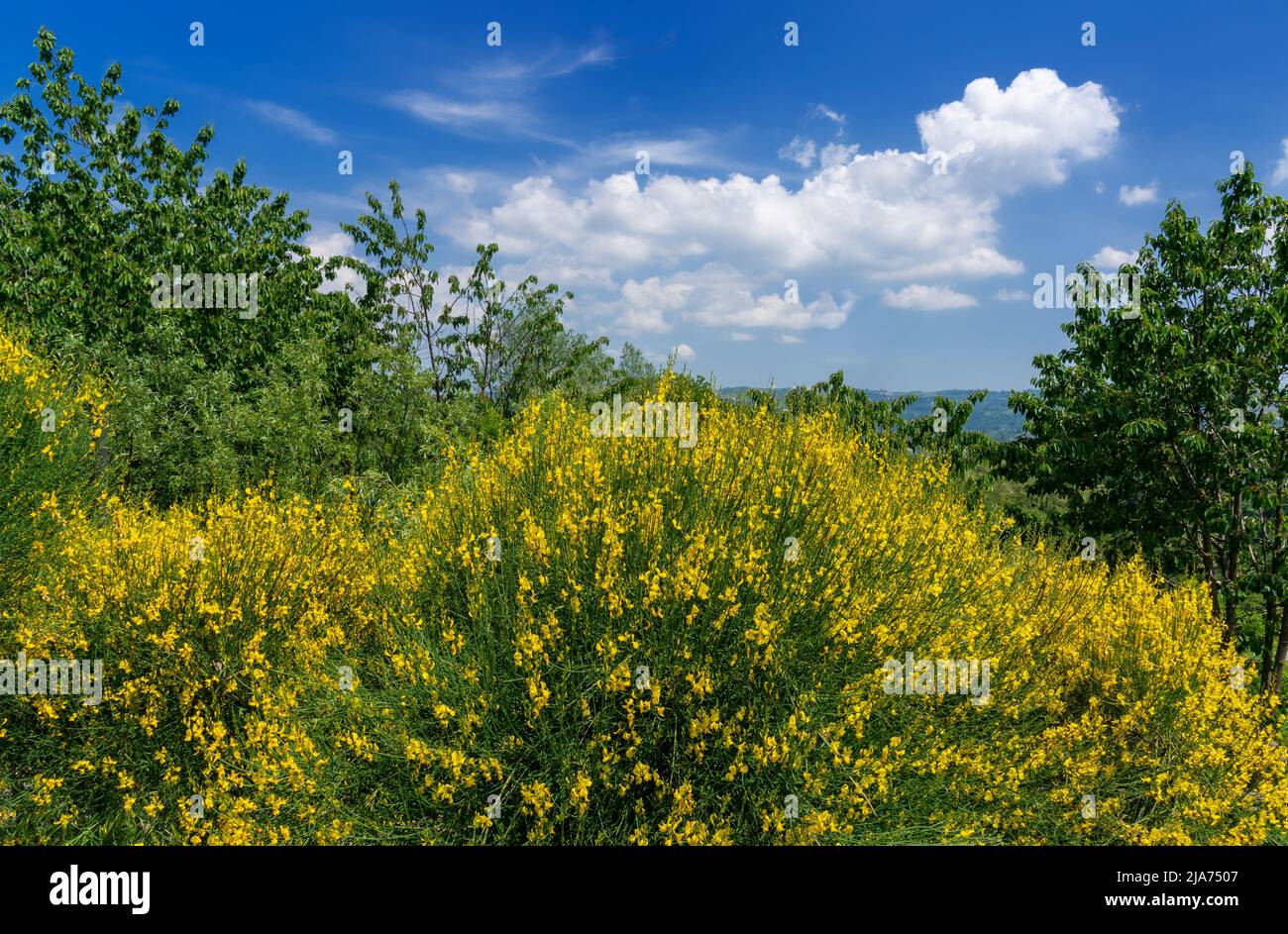Landscape with blooming yellow gorse bushes on blue sky with white clouds Stock Photo