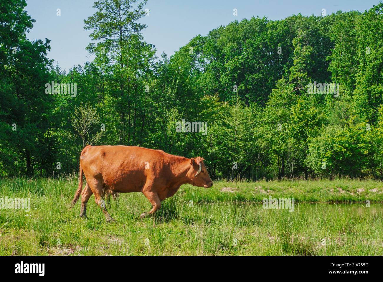 Flock of cows on a meadow. Brown and white cows. Green meadow Stock ...