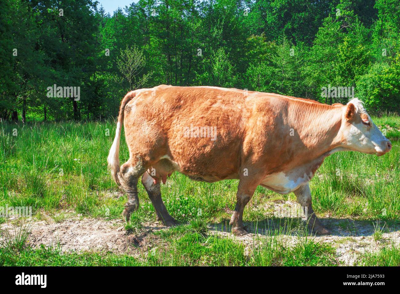 Flock of cows on a meadow. Brown and white cows. Green meadow. Stock Photo