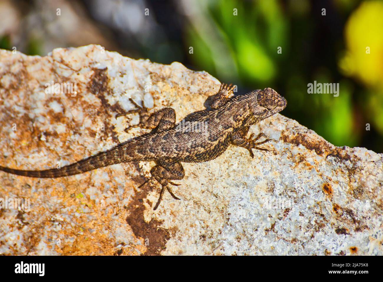Detail of small lizard resting on large rock with spring flowers in background Stock Photo