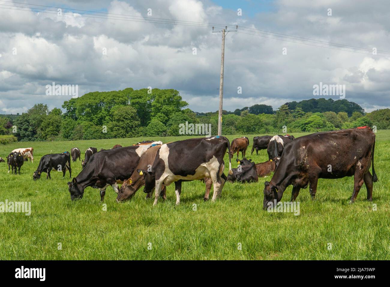 herd of Friesian dairy cows grazing Stock Photo - Alamy