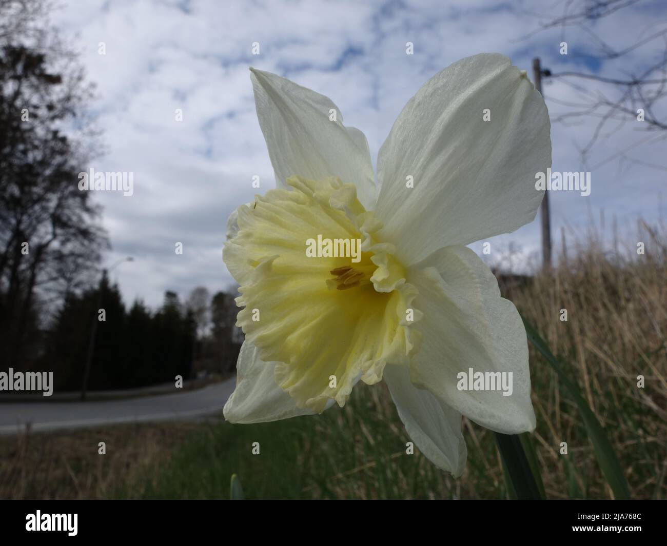 A solitary Narcissus Poeticus by the roadside. Stock Photo