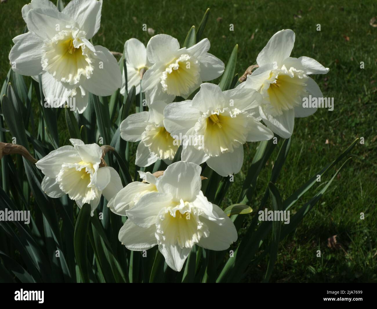 A beautiful group of completely white narcissus. Stock Photo