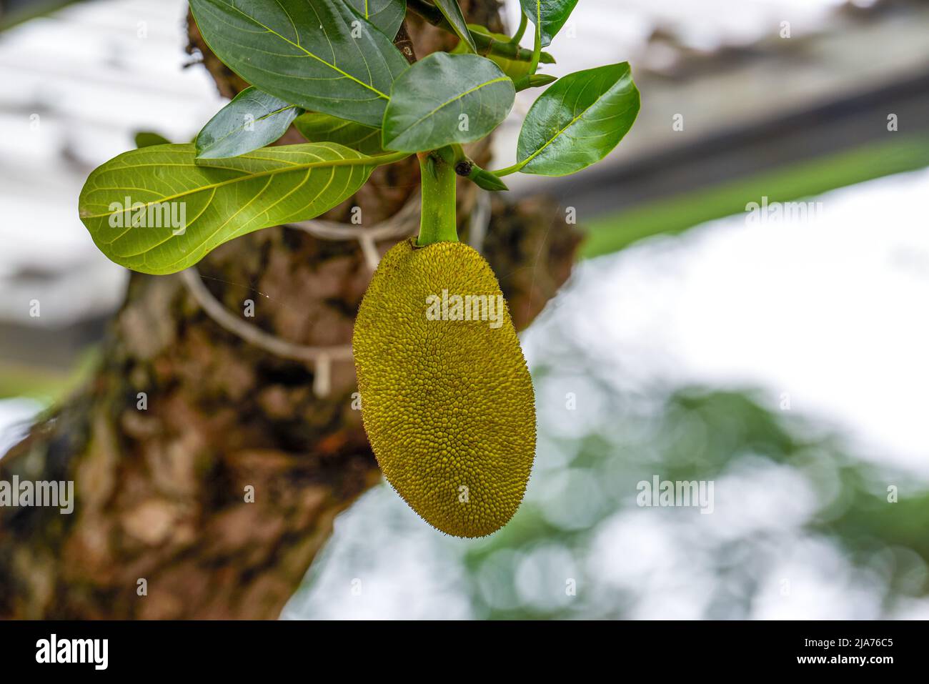 Closeup of tree pineapple fruit bearing fruit on jackfruit tree Stock