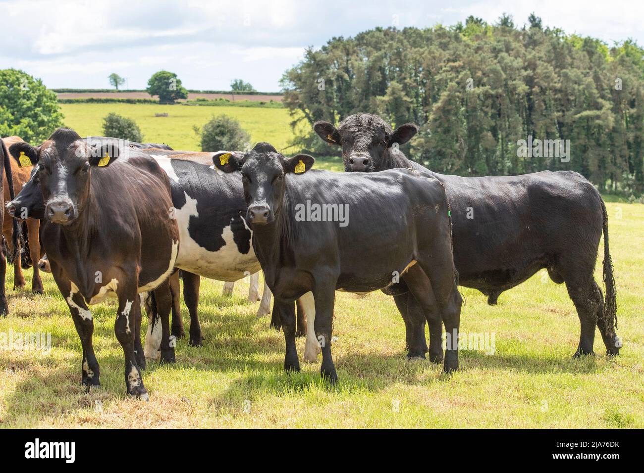 Aberdeen angus bull with Friesian heifers Stock Photo