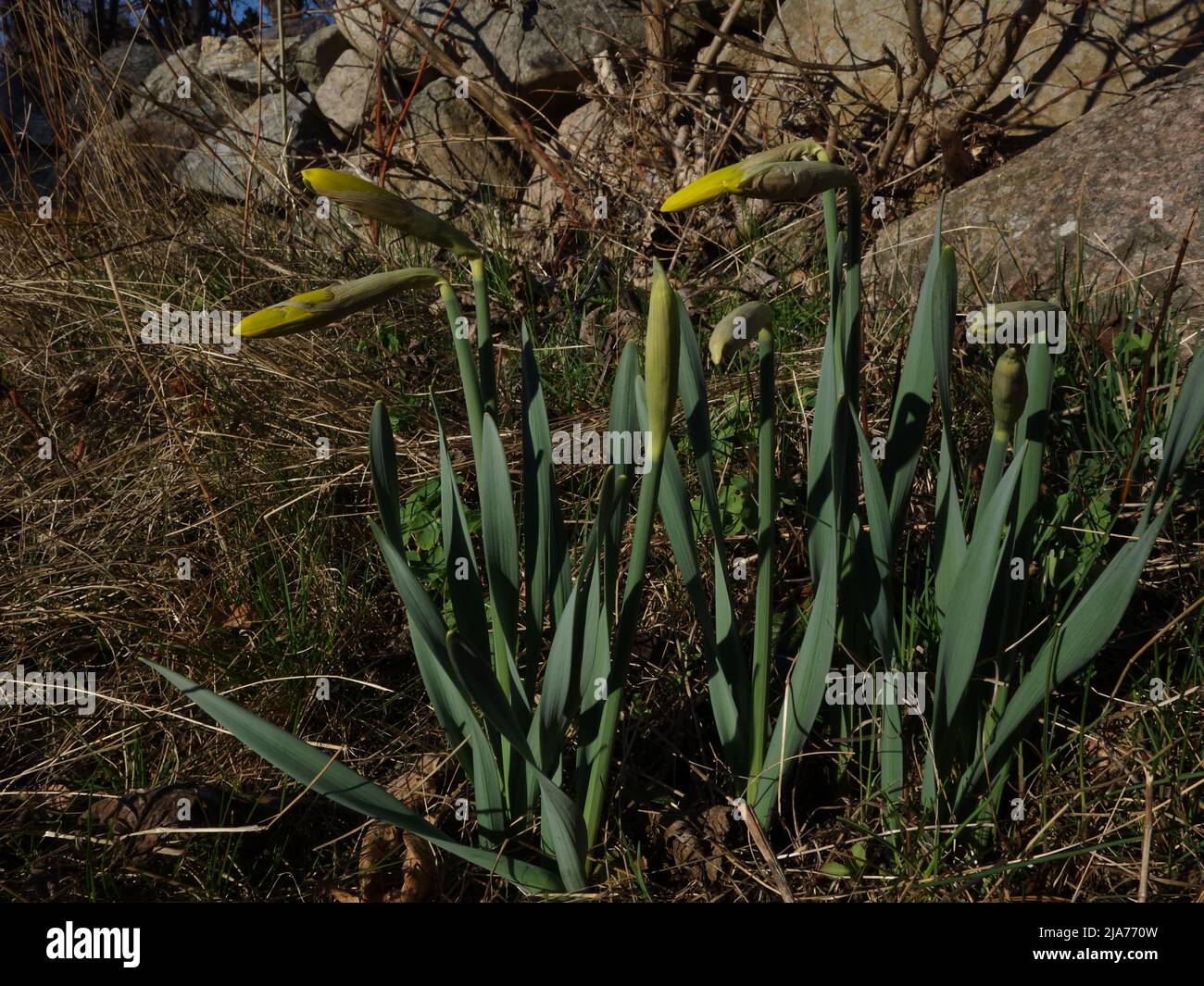 Daffodils bud in the spring sun. Stock Photo