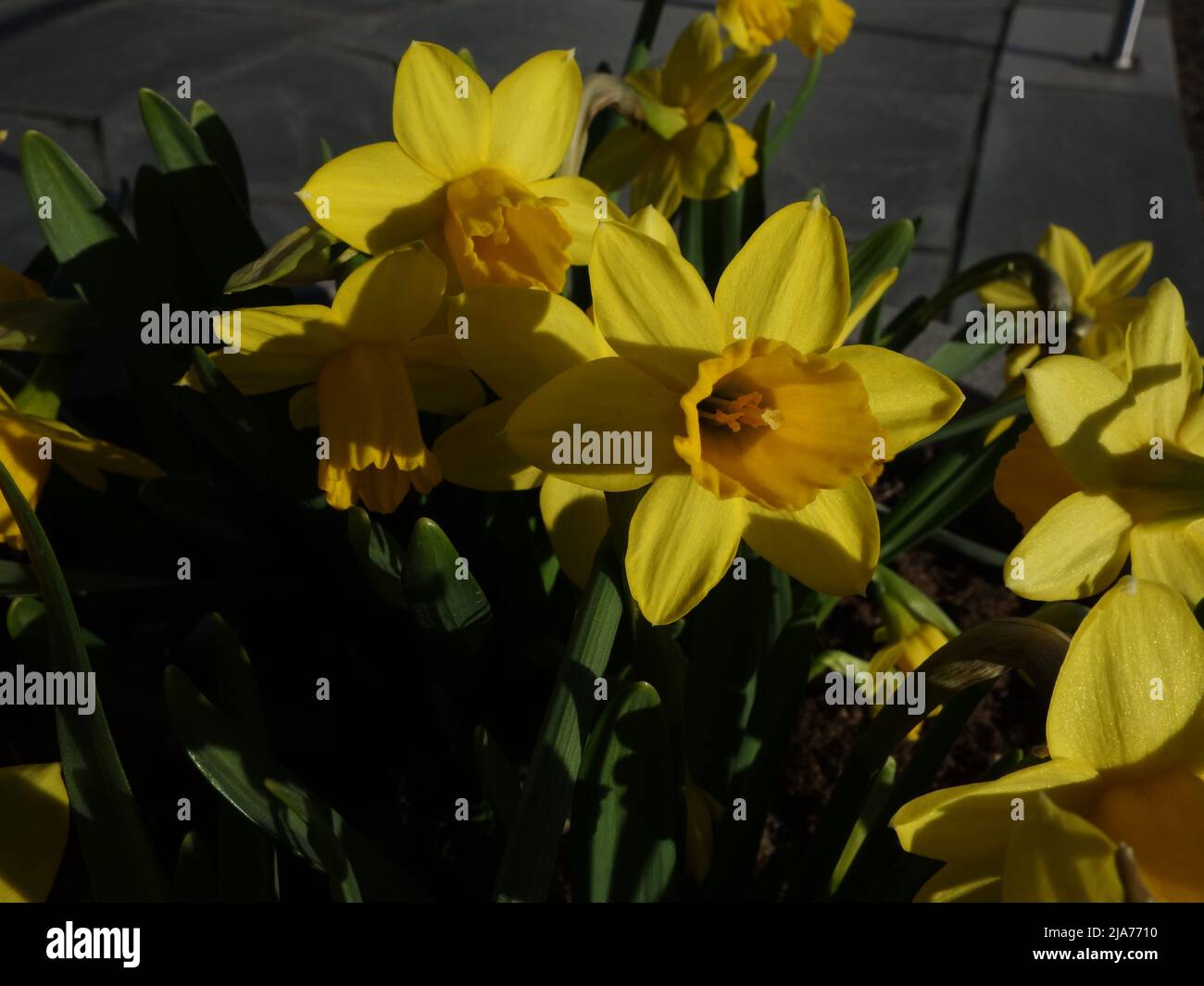 Daffodils in an urn by the church steps. Stock Photo