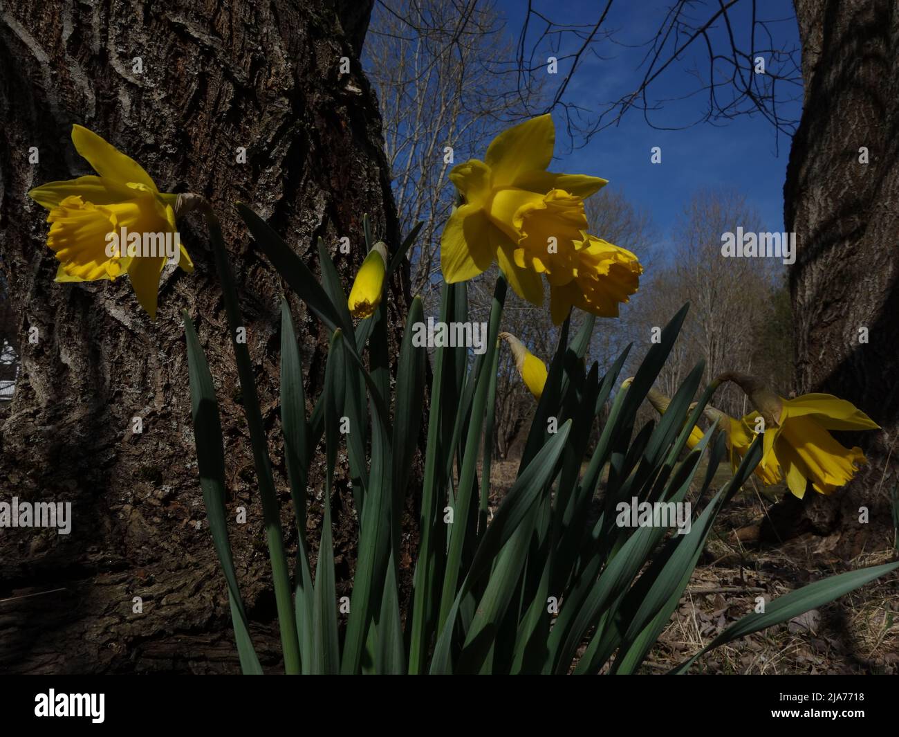 A beautiful group of daffodils stand close together, by a tree trunk. Stock Photo