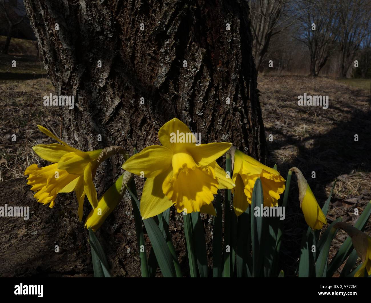 A beautiful group of daffodils stand close together, by a tree trunk. Stock Photo